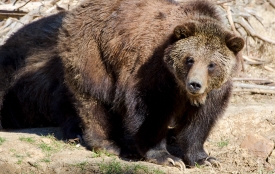 large brown grizzly bear