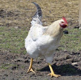 large chicken walking across a field