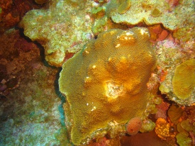 large orange yellow coral