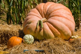 large pumpkin sitting on a pile of hay