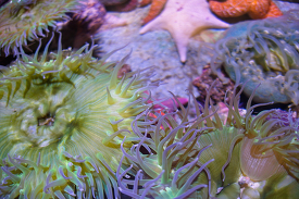 large sea anemones green purple