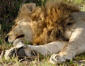 large sleeping male lion kenya africa picture
