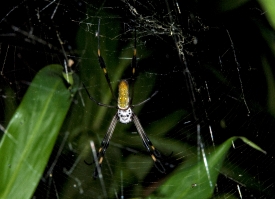 Large Spider On Web Costa Rica