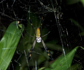 Large Spider On Web Costa Rica