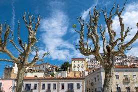 Large trees along river coimbra portugal