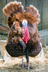 large turkey is standing in a pen