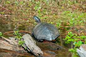 large water turtle resting in a marsh 049