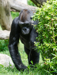 large western gorilla walks near tree