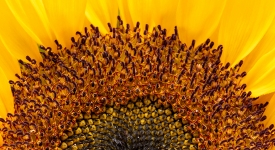 large yellow sunflower with bright background 