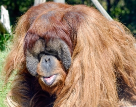 largest arboreal mammal orangutan