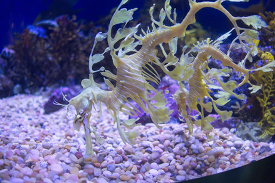 leafy seadragon at aquarium