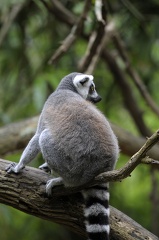 lemur back side with tail in tree