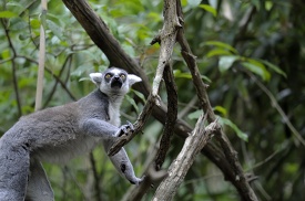 lemur climbing in tree
