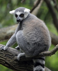 lemur in tree closeup 233A
