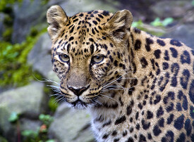 leopard also called panther