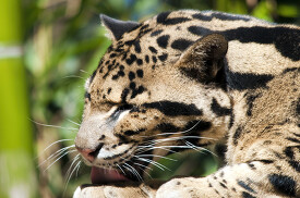 leopard licking foot
