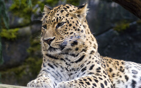 leopard poses while sitting looking forward 
