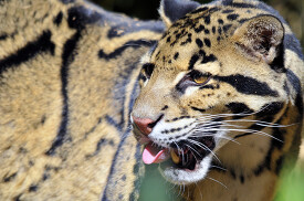 leopard showing sharp teeth