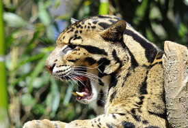 leopard side view mouth open sharp teeth