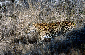 Leopard walking in brush africa