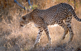 leopard walking sunlight reflecting on african brush