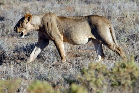 Lion Samburu National Reserve Kenya Africa