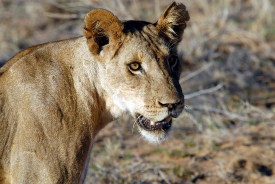 Lion Samburu National Reserve Kenya Africa