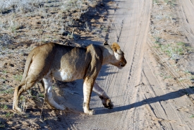 Lion walking along dirt road Samburu National Reserve Kenya Afri