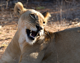 lioness shows her teeth while laying down wild