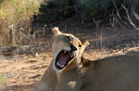 lioness with its mouth wide open