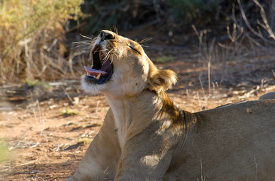 lioness yawns in the sun in africa