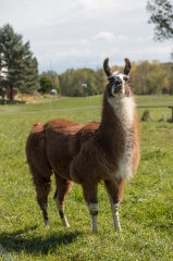 llama shares its farmland in vermont