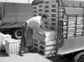 Loading crates of fruit onto truck at fruit terminal. Chicago Il