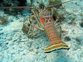 lobster on the ocean floor