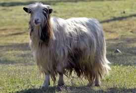 long hair goat photo 17
