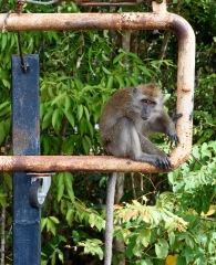long tail macaques monkey sitting on old metal gate