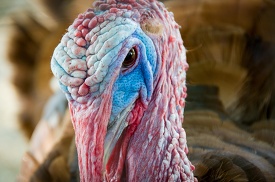 lose up of a turkey's head with a blue beak