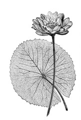 lotus flower nile river egypt