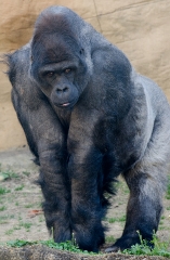 lowland gorilla 6718A