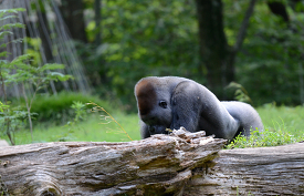 lowland gorilla hids behind large log