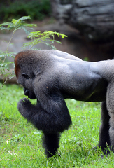 lowland gorilla plces grass in its mouth
