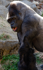 lowland gorilla side view mouth open