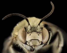 maco rocky mountain male bumble bee head