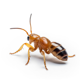 macro closeup of a termite on a white back ground