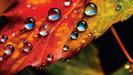 macro closeup of large dew on an autumn leaf