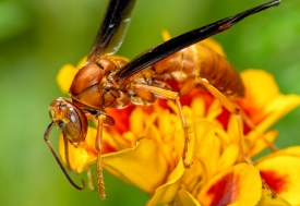 macro photo of wasp on marigold flower