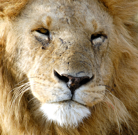male lion face closeup kenya africa picture_133