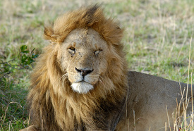 male lion kenya resting in the grass in africa