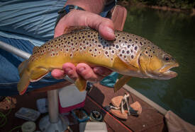 Man holding a brown trout