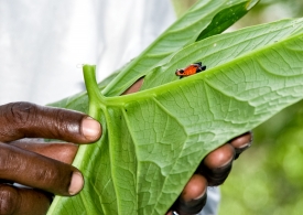 Man holding leaf with red tree frog